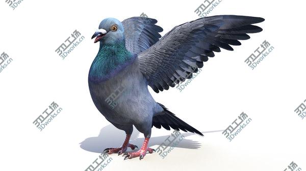 images/goods_img/20210312/3D Pigeon/2.jpg